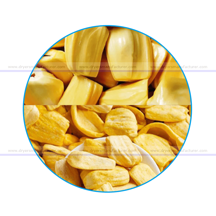 jackfruit dryer jackfruit drying machine, jackfruit dehydrator